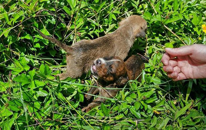 Protection des animaux: Une photo sur la page facebook de Ken Cartler fait le buzz