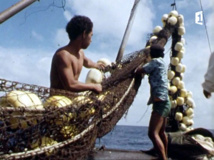 Cinematamua 95: 1973, un reportage sur la pêche en Polynésie signé Henri Rohfritsch