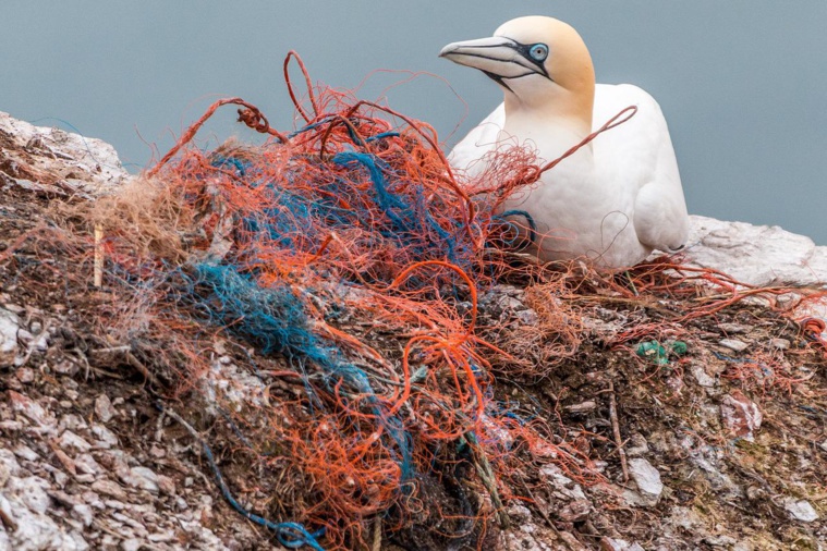"Ils sont partout": des océans au corps humain, l'intrusion insidieuse des microplastiques