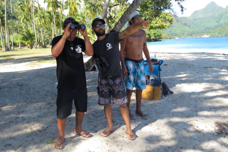 Hono Tai, nouveau regard sur les baleines à Moorea