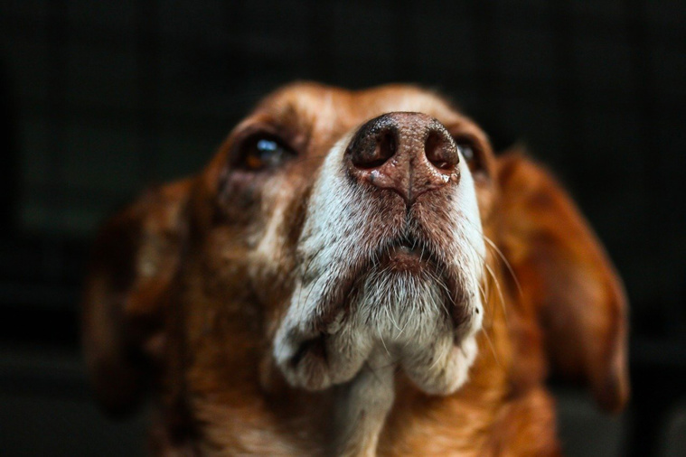 Loir-et-Cher: une femme avoue avoir tué sa voisine à cause d'aboiements de chien