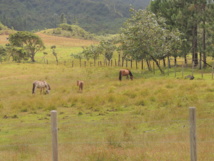 Deux à trois fois par semaine, Sabine envoie ses chevaux sur le plateau de Toovii, une plaine située entre le village principal de Taiohaè et Terre déserte.