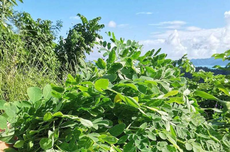 Les vertus du moringa, trésor du Temehani