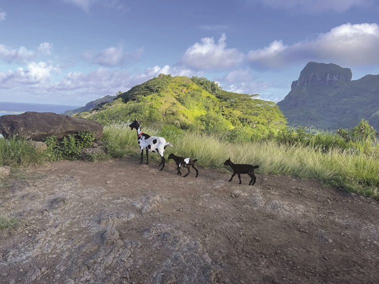 Trois chèvres libérées à Bora Bora