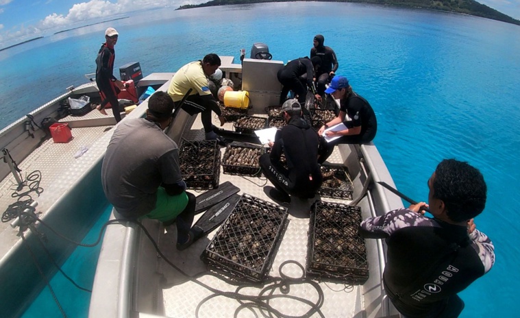 Réintroduction des huîtres perlières à Mangareva