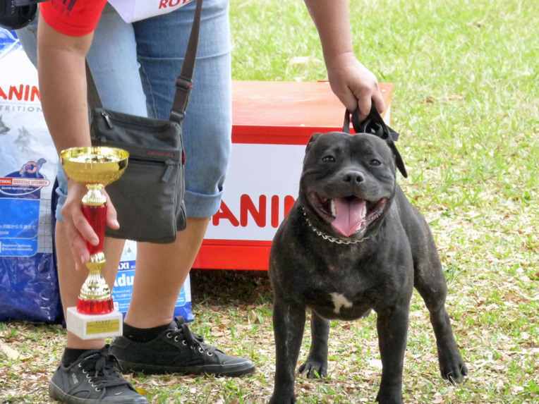 Qui succèdera à Magicmine Bullet Proof (Staffordshire Bull Terrier mâle) - Best in Show 2011 ?