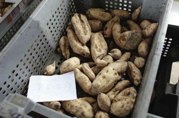 À Papara, la quête de la patate douce parfaite