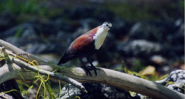Crédit photo : C. Blanvillain /Société d'Ornithologie de Polynésie Manu