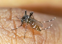 Les nouvelles  zones de traitement du chikungunya 