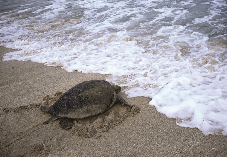 ​Saisie de 17 kilos de viande de tortue