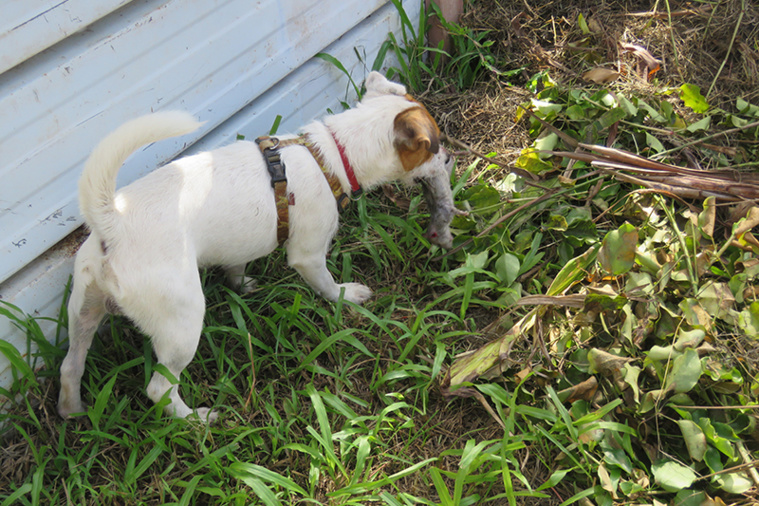 Atlas, premier chien renifleur polynésien