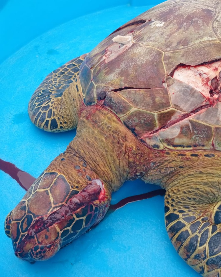 ​Trop de tortues tuées par les bateaux