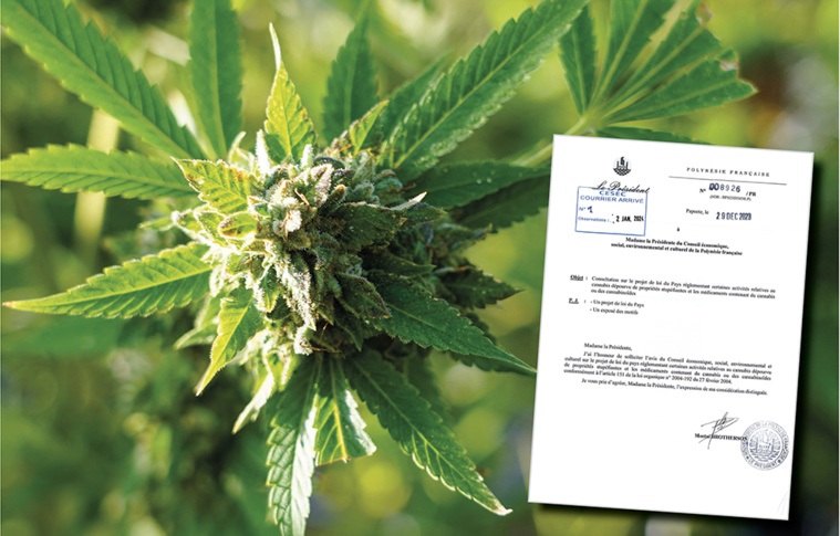 Le projet de loi relatif à la réglementation de cannabis dépourvu de propriétés stupéfiantes est examiné ce mardi lors de la Commission santé et des solidarités à l'assemblée. Crédit photo : Archives TI.