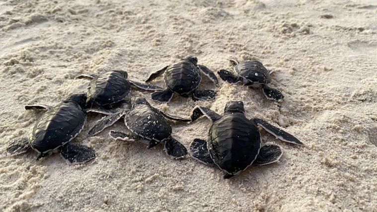 Selon Cécile Gaspar, cofondatrice de l'association, l'érosion commence à devenir un problème sur les plages de Polynésie. Celle-ci empêcherait les tortues d'atteindre des lieux propices à la ponte. Crédit photo : Théo Guillaume / Te mana o te moana.