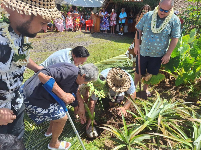 Le cocotier couronné à Raiatea