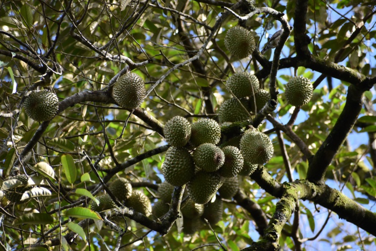 Les fruits culminent à une bonne dizaine de mètres de hauteur.