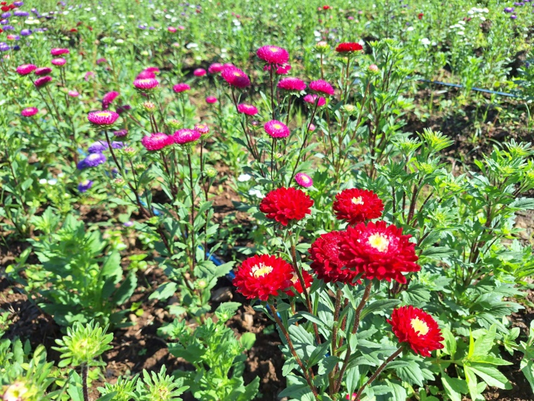 L’horticultrice cultive aussi plusieurs variétés de marguerites.