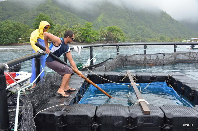 Tahiti Fish aquaculture n'utilise aucun produit chimique, ni antibiotique pour son élevage. Les granulés pour ces poissons proviennent de France, garantis sans OGM et sans farine d'animal terrestre.