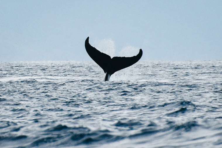 Les baleines de loin, c'est bien aussi. En tout cas, les particuliers devront s'y habituer d'ici l'année prochaine et la mise en place des nouvelles réglementations.