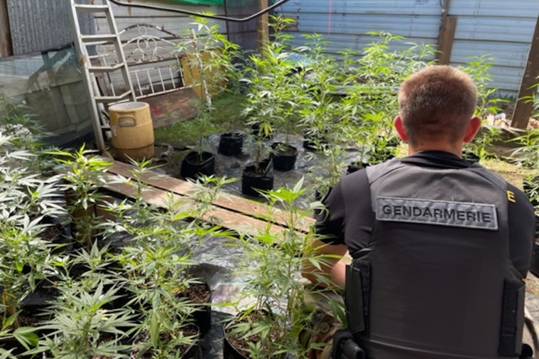 716 plants et 5 kilos de cannabis détruits