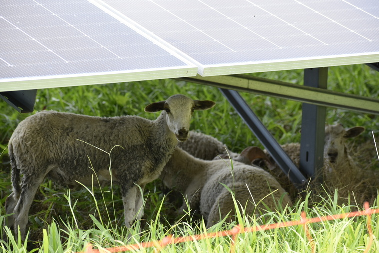 ManaSolar couple agriculture, élevage et photovoltaïque