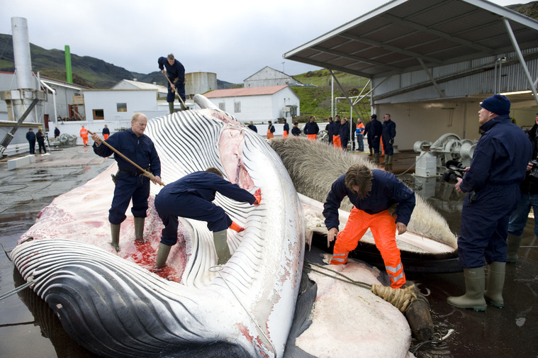 L'Islande autorise la chasse à la baleine jusqu'en 2029