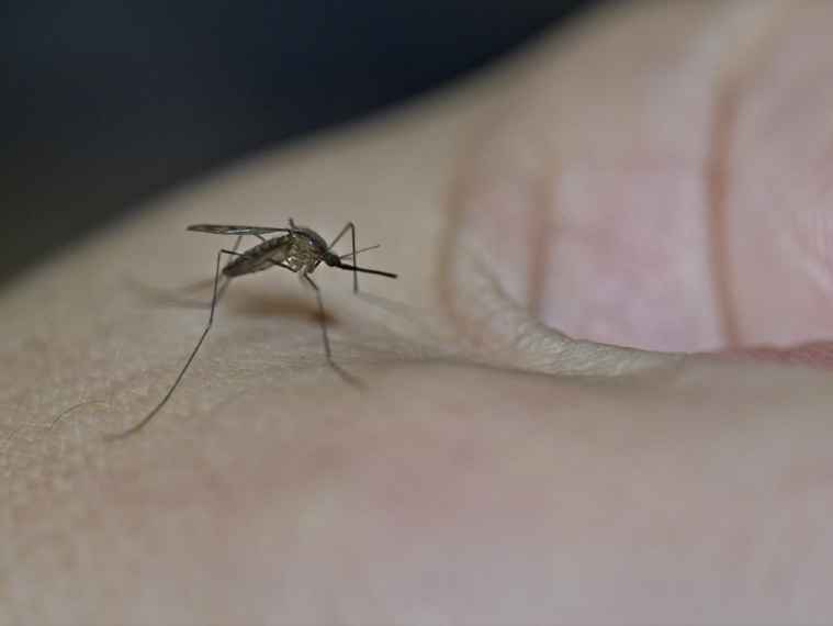 ​Progression de la dengue, baisse de la coqueluche