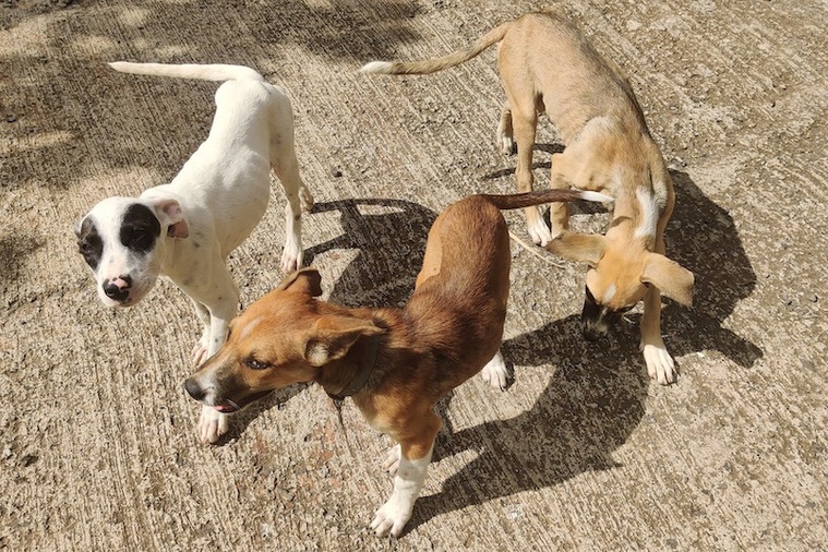 Bien-être animal : “Nous avons hâte que le comité soit à nouveau réuni !”