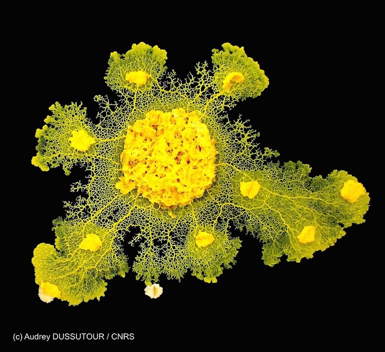 Blob, l’incroyable parcours d’un organisme unicellulaire