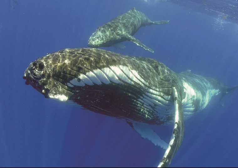 Un œil sur les baleines jusqu’au pôle Sud