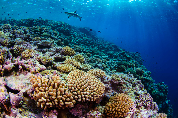 Enric SALA / NATIONAL GEOGRAPHIC PRISTINE SEAS / AFP