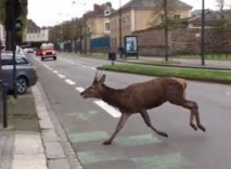 Un cerf en cavale capturé dans les rues de Rennes