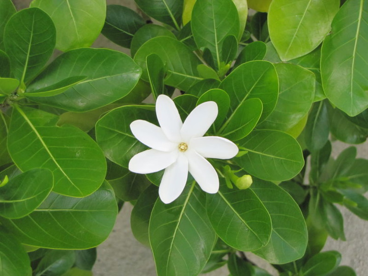 Le guide floristique des jardins du Musée attendu fin juillet