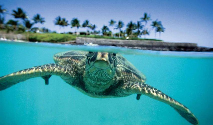 Le plus grand congrès sur la protection de la nature s'ouvre jeudi à Hawaii