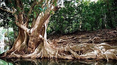 "Place importante" de l'Outre-mer dans l'Agence française de la biodiversité