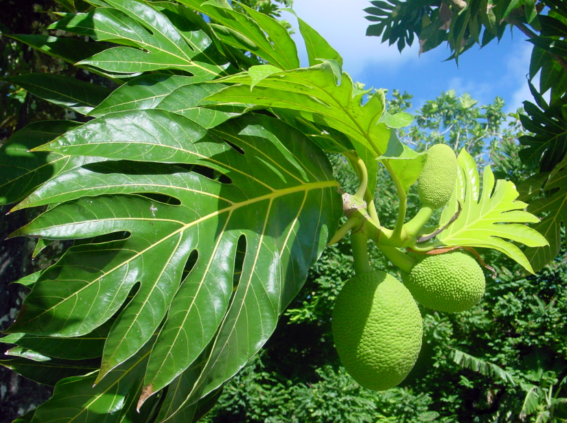 Uru, le fruit de l’arbre à pain