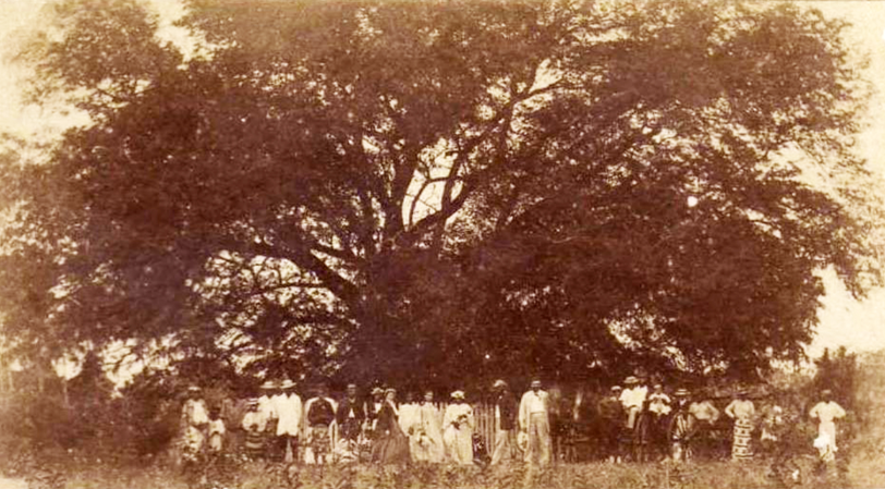 Le tamarinier planté par Cook à la pointe Vénus en 1880. Photo Hoane.