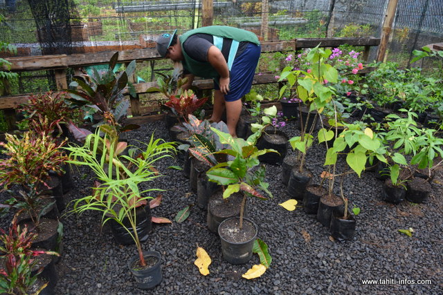 Les plantes n'ont pas été oubliées...