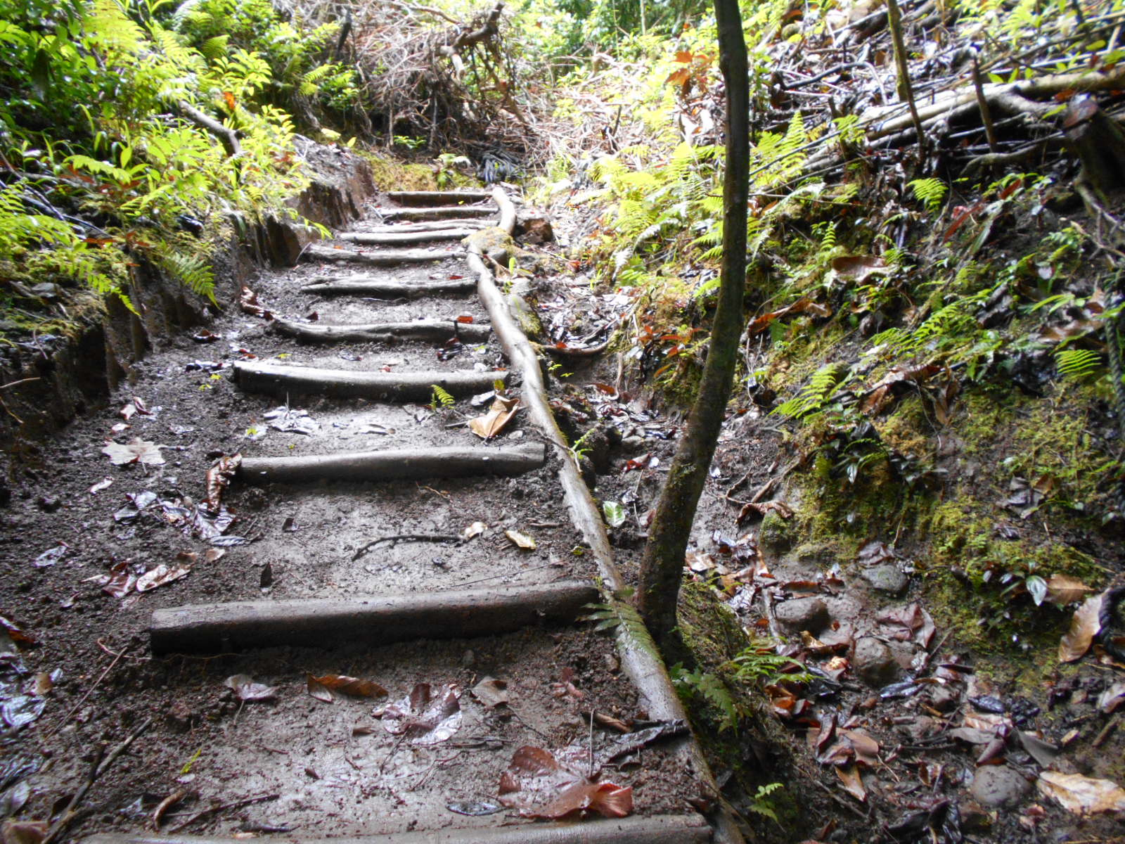 Un parcours aventure prévu à Vaipahi pour 2018