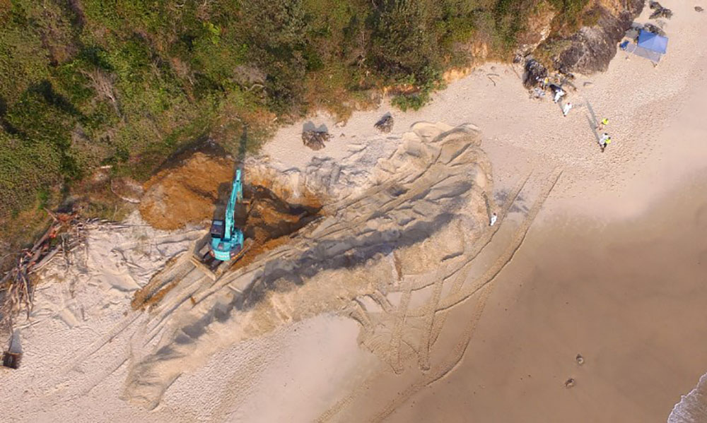 Exhumation et découpage d'une baleine de 18 tonnes sur une plage australienne