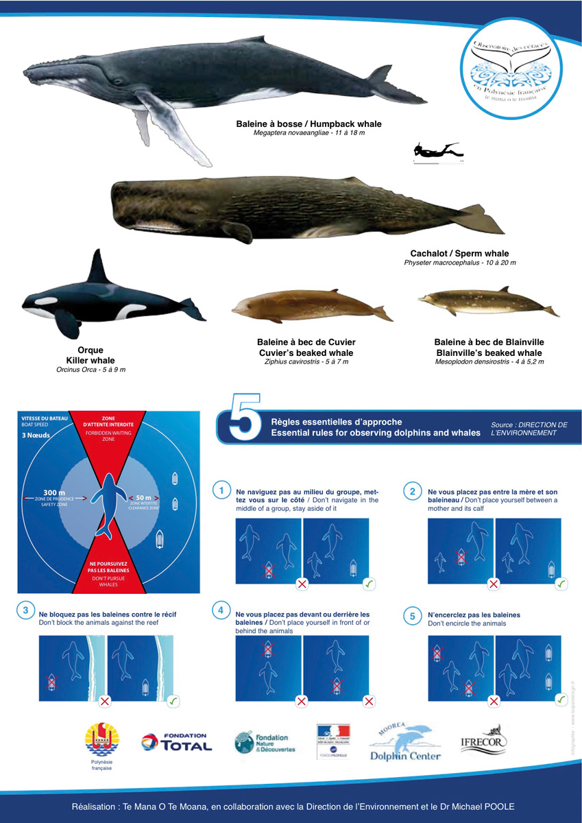 Une journée de contrôle des observateurs de baleines avec la gendarmerie maritime