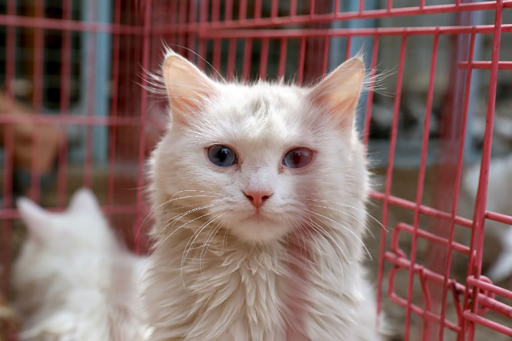 Japon: un chat errant peut-être à l'origine d'une tentative de meurtre