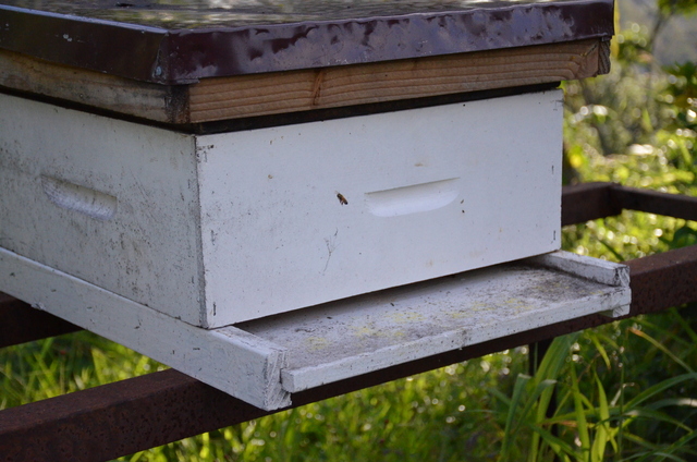 Pulvérisation contre les moustiques : les apiculteurs appelés à se faire recenser
