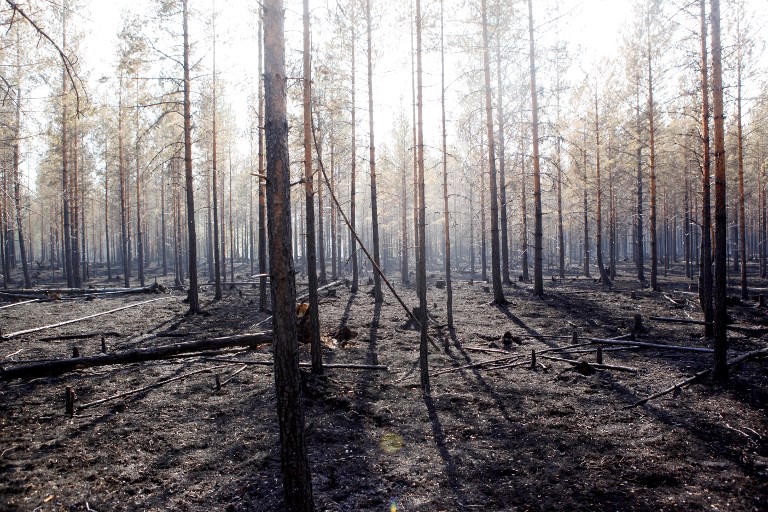 Risque "extrême" de nouveaux feux de forêt en Suède, l'Europe du Nord suffoque