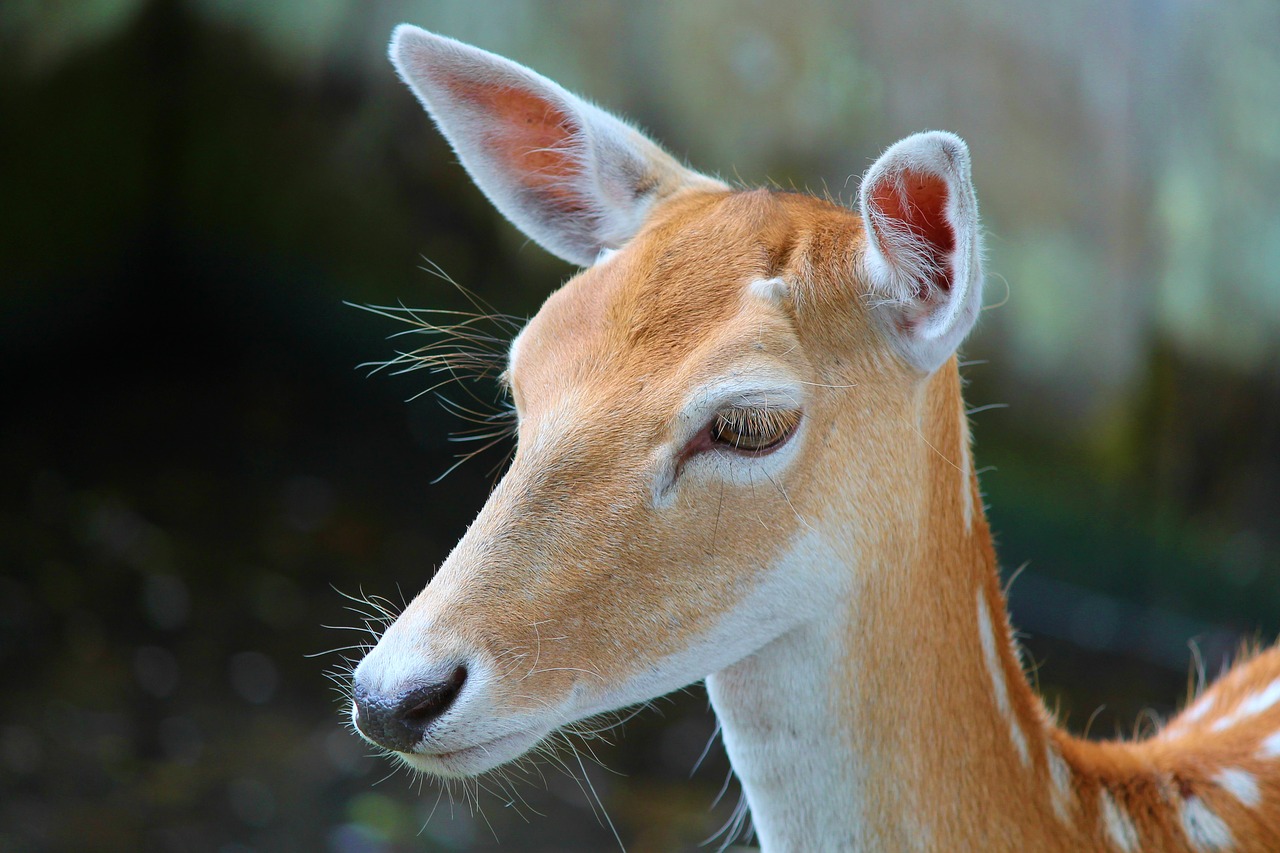 Un braconnier américain condamné à visionner "Bambi"
