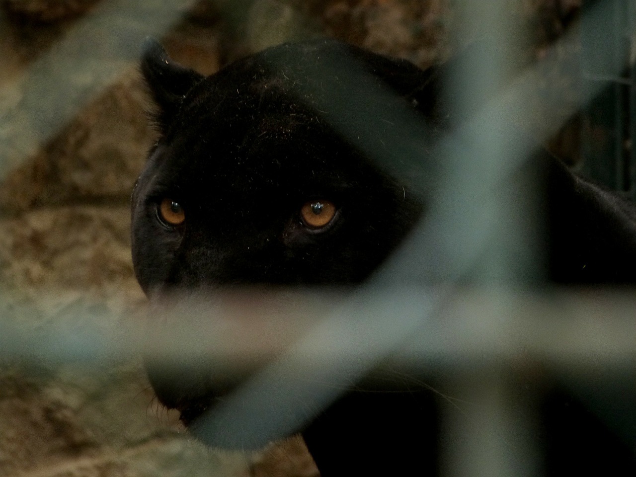 Nord: la panthère baladeuse... volée au zoo de Maubeuge