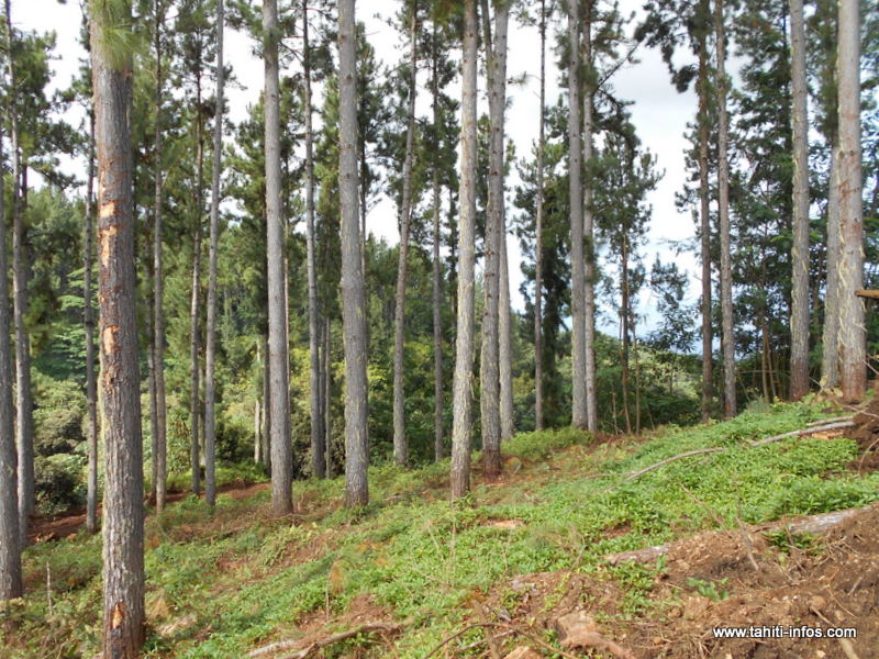 L’exploitation des massifs domaniaux ou privés de Pinus à Tahiti, Moorea, Raiatea, Hiva Oa et Tubuai couvre actuellement environ 5% des besoins en bois du marché local.