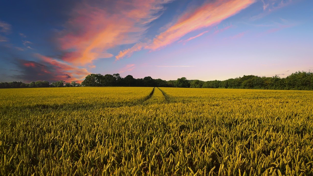 L'Hexagone a perdu 100.000 exploitations agricoles en 10 ans