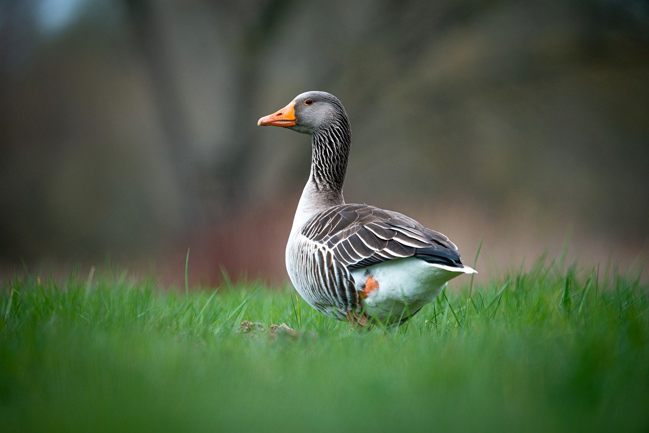 Abattages massifs de volailles dans le Sud-Ouest pour endiguer la grippe aviaire