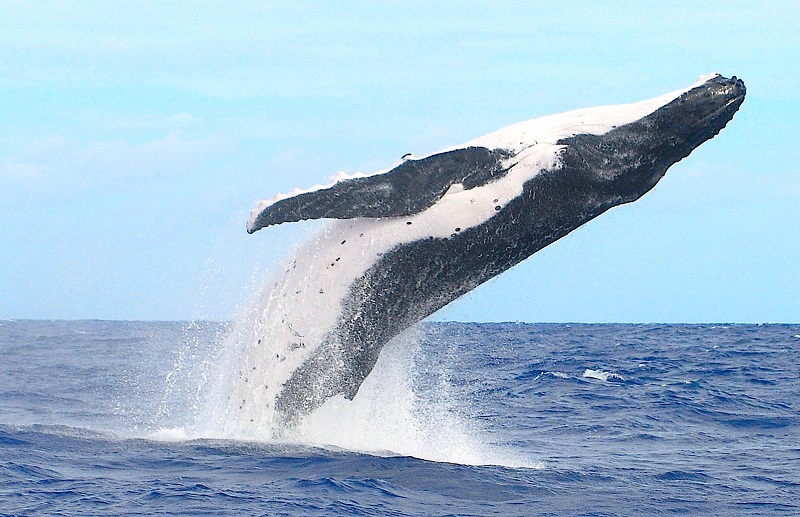 Les premières baleines ont été observées fin avril dans le nord de la Polynésie française. © MMPoole 2015